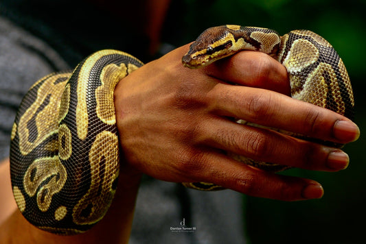 Welcome to Darrian's Reptile Hub: Where Art, Music, and Conservation Meet - D.T III | Design & Photography