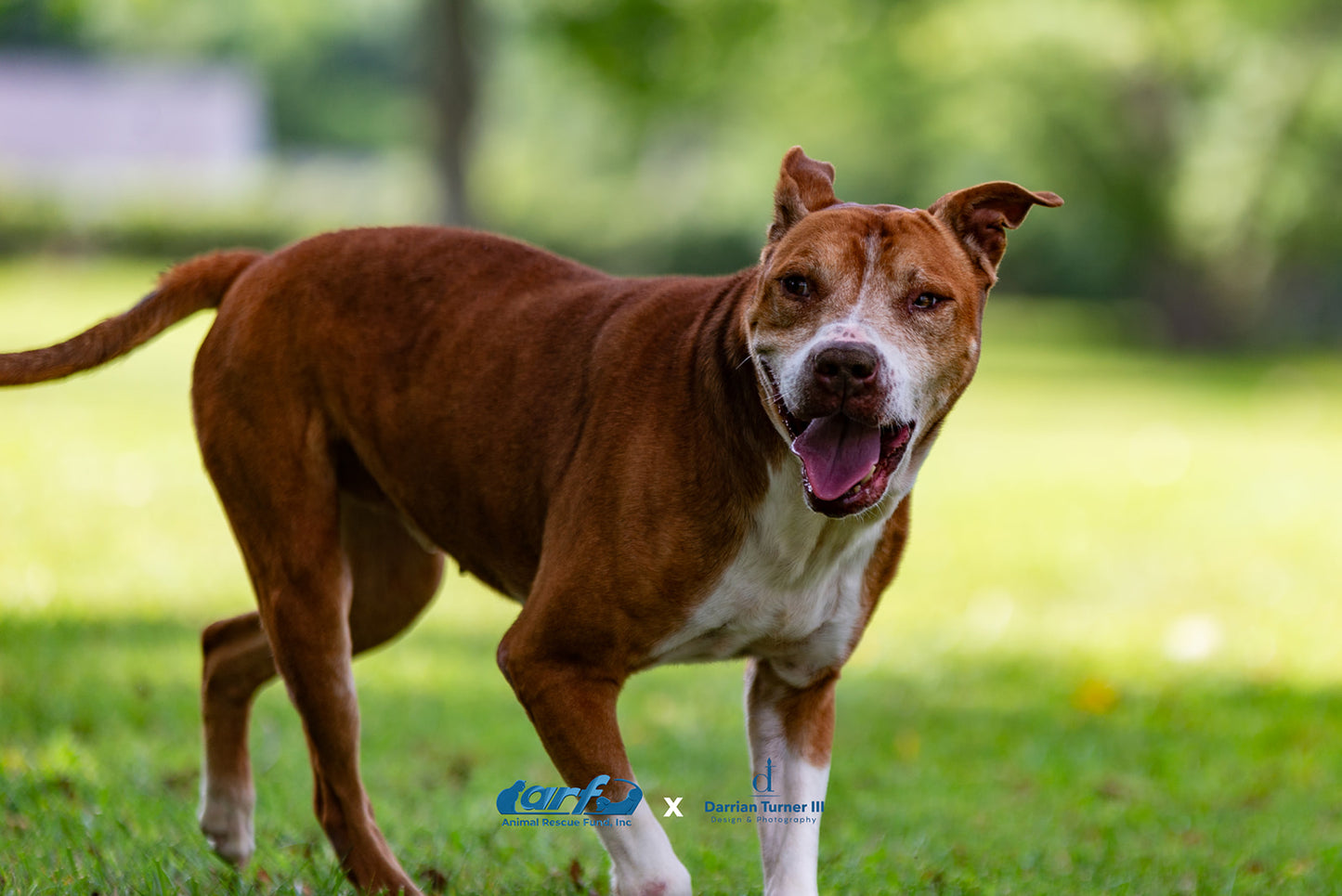 Pet Portrait Photography