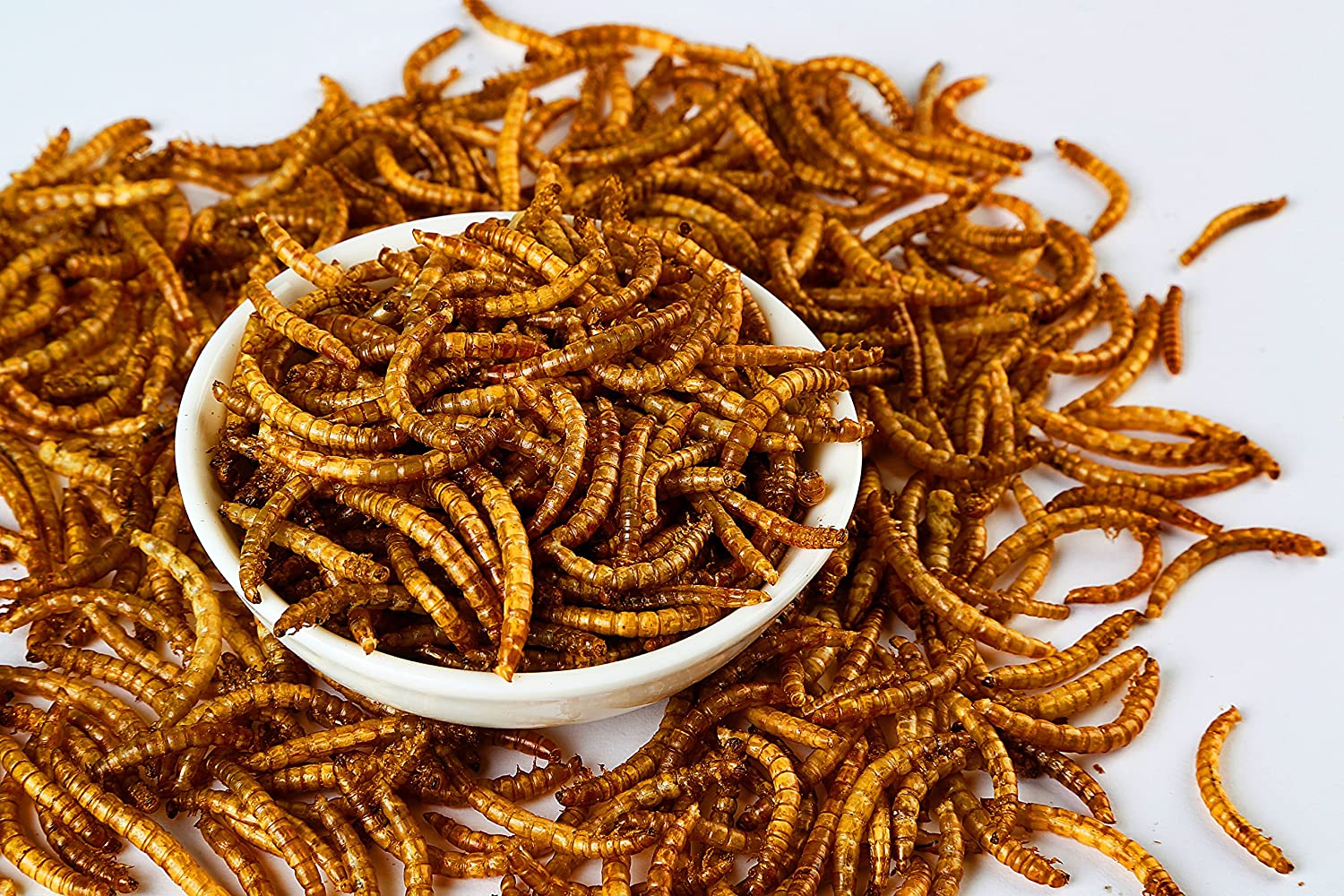 10lbs Bulk Non - GMO Dried Mealworms for Reptile , Tortoise ; Amphibian ,Lizard ;Wild Birds; Chichens; Duck etc - D.T III | Design & Photography