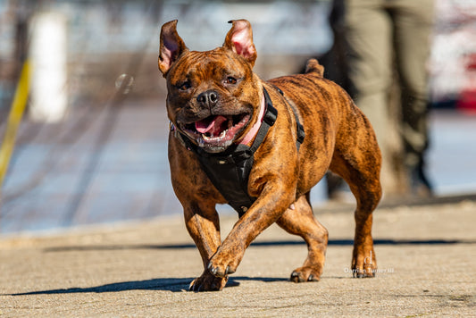 Pet Portrait Photography