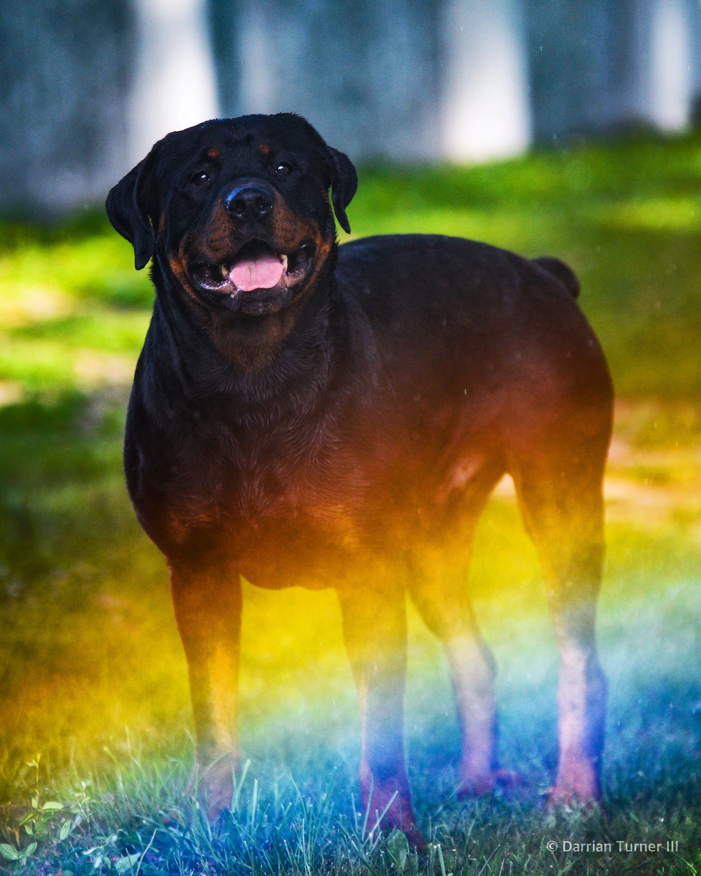 Pet Portrait Photography