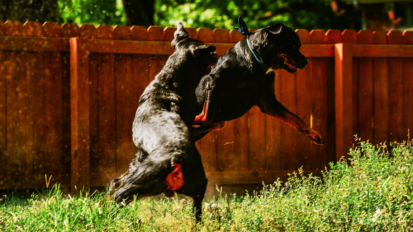 Pet Portrait Photography