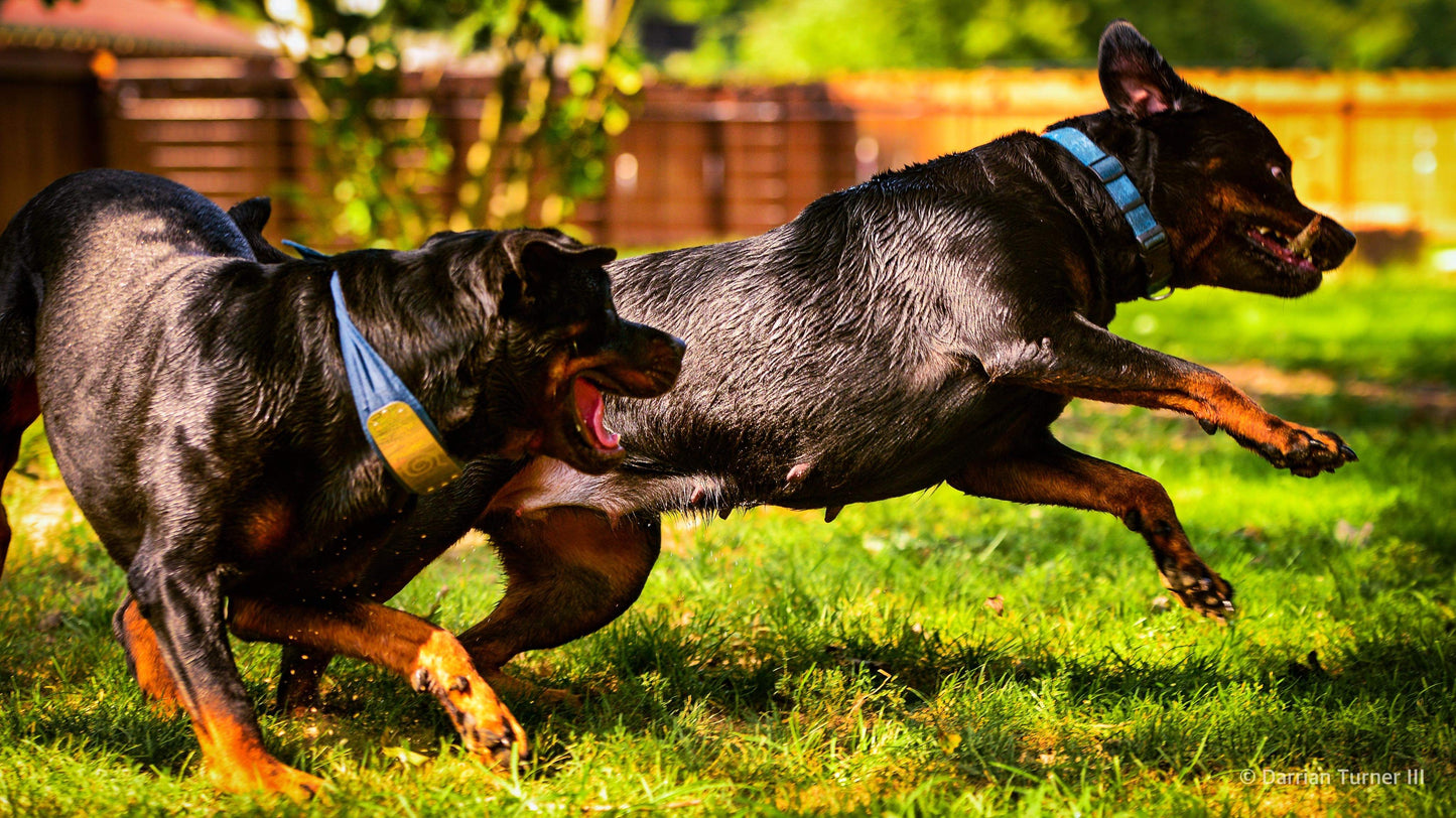 Pet Portrait Photography