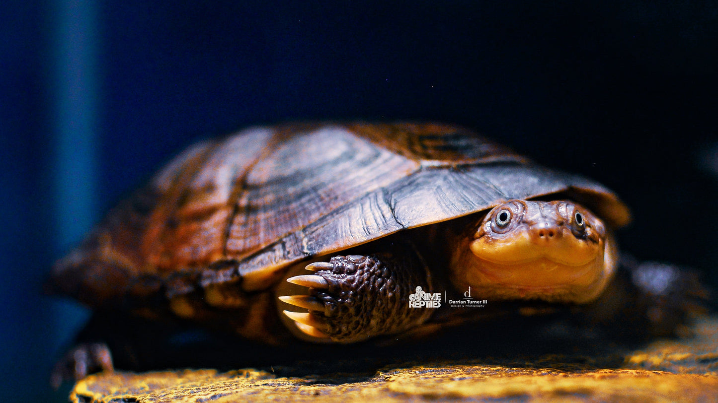 Pet Portrait Photography