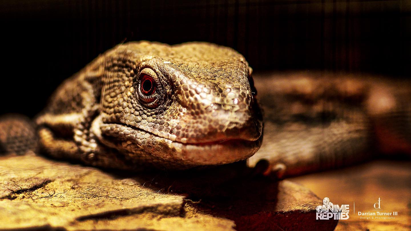 Reptile Pet Portrait Photography