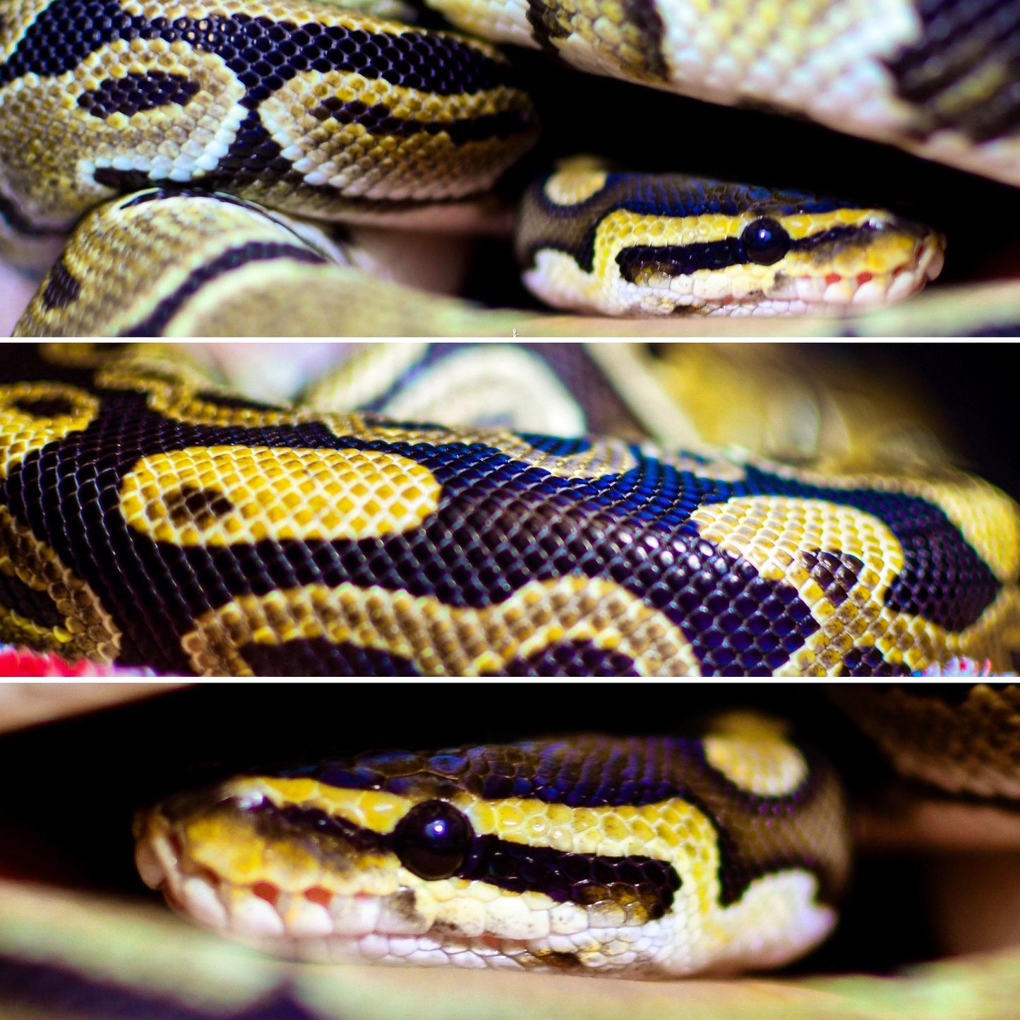 Reptile Pet Portrait Photography