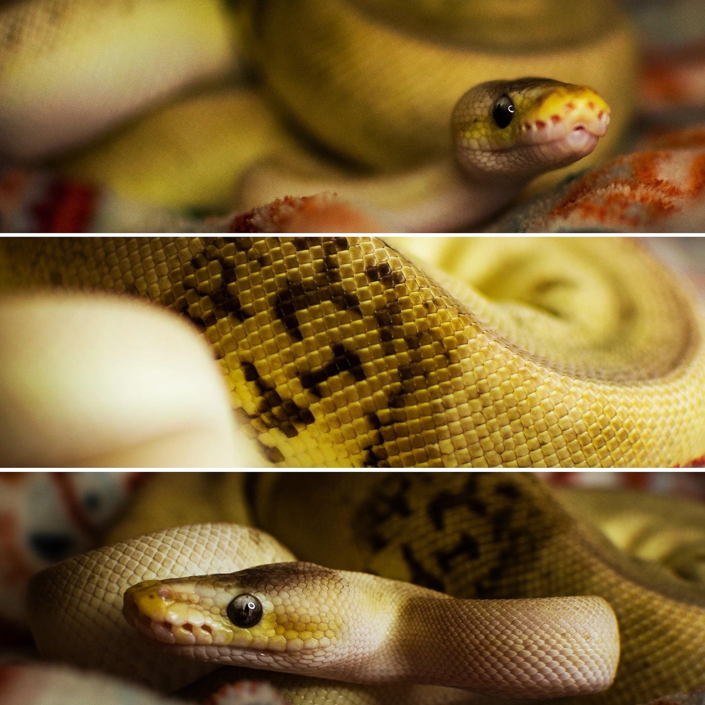 Reptile Pet Portrait Photography