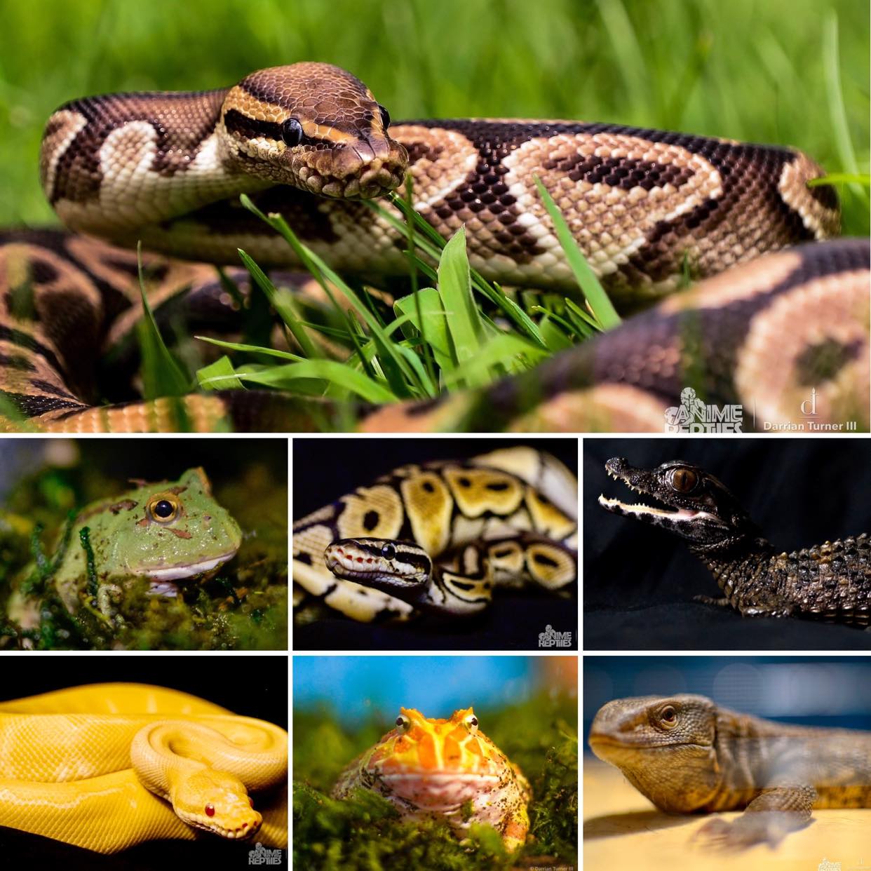 Reptile Pet Portrait Photography