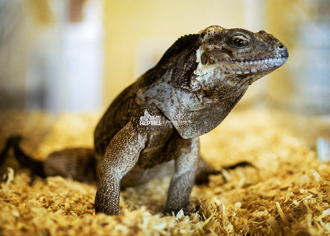 Reptile Pet Portrait Photography